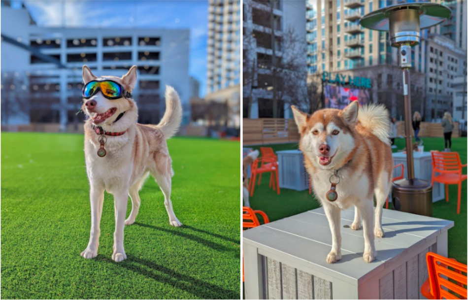 Buckhead Village’s dog park social hub—woof woof—has officially opened Urbanize Atlanta